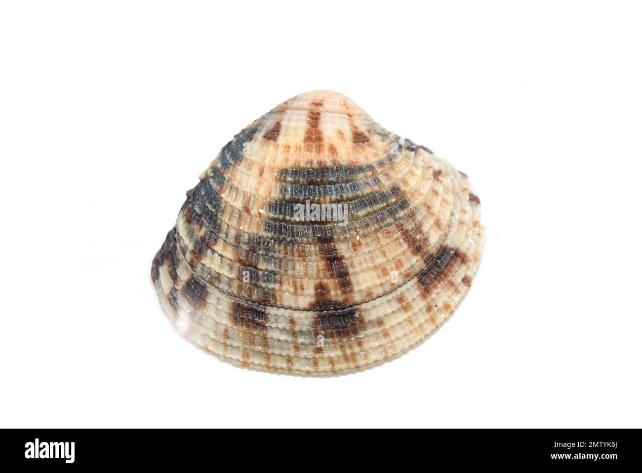 Bivalve Mussels Definition at Jon Dustin blog