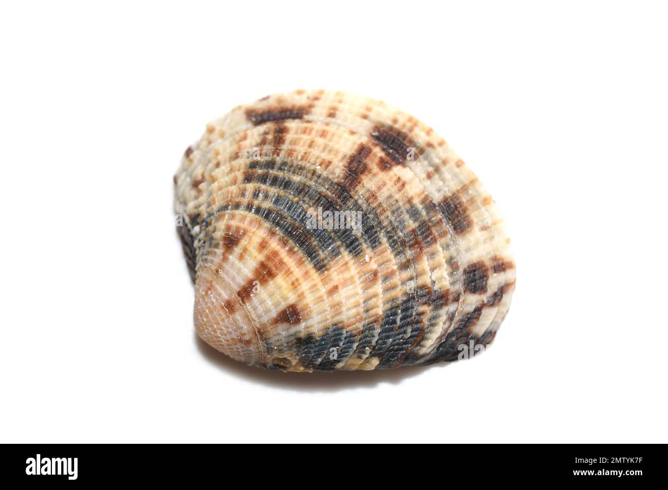 Bivalve mussel leukoma sp. isolated on white background Stock Photo Alamy