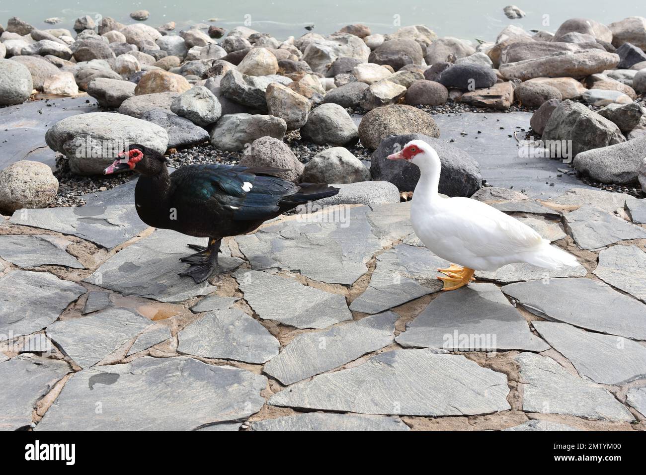 Muscovy duck Cairina moschata male and female walking Stock Photo