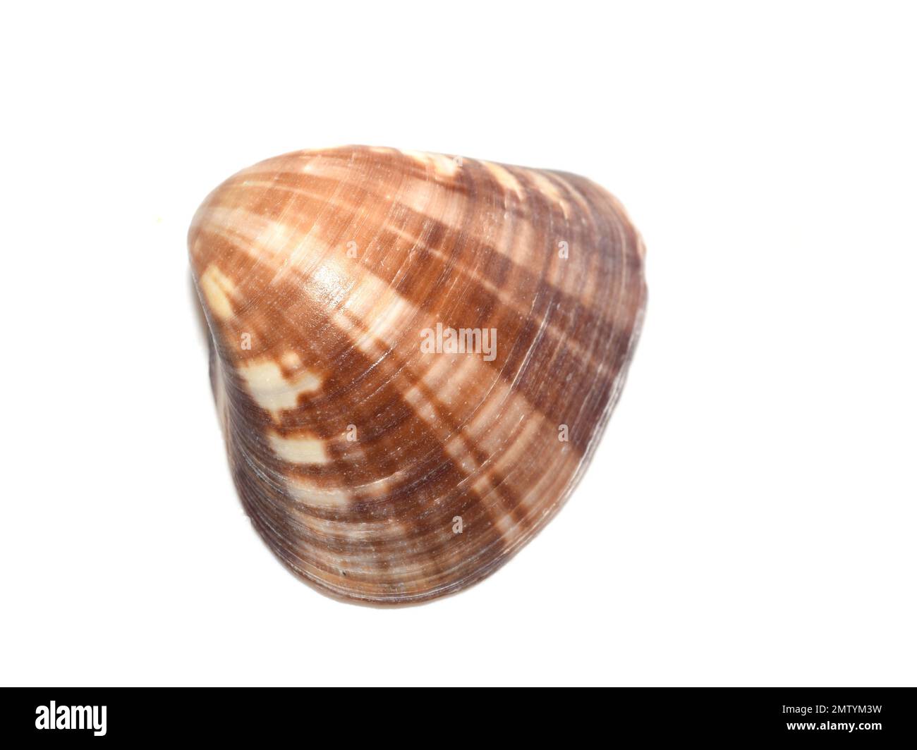 Empty seashell from the marine mollusk Notocallista multistriata Stock Photo