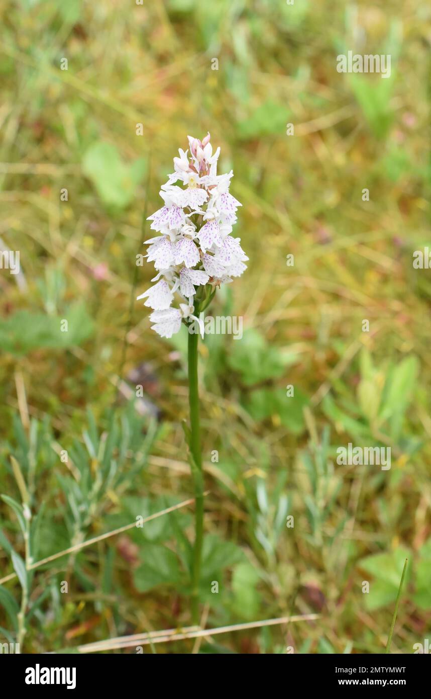 Moorland spotted orchid Dactylorhiza maculata Stock Photo