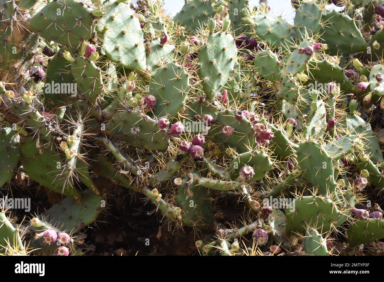 Close up on fruit bearing prickly pear cactus Opuntia Stock Photo Alamy