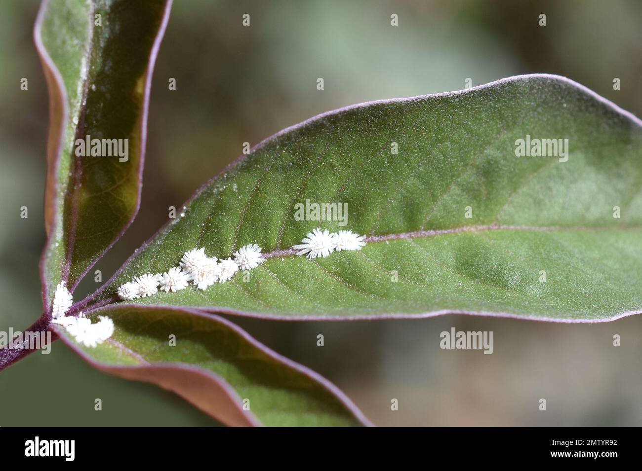 Scale insects infesting green leaves Stock Photo