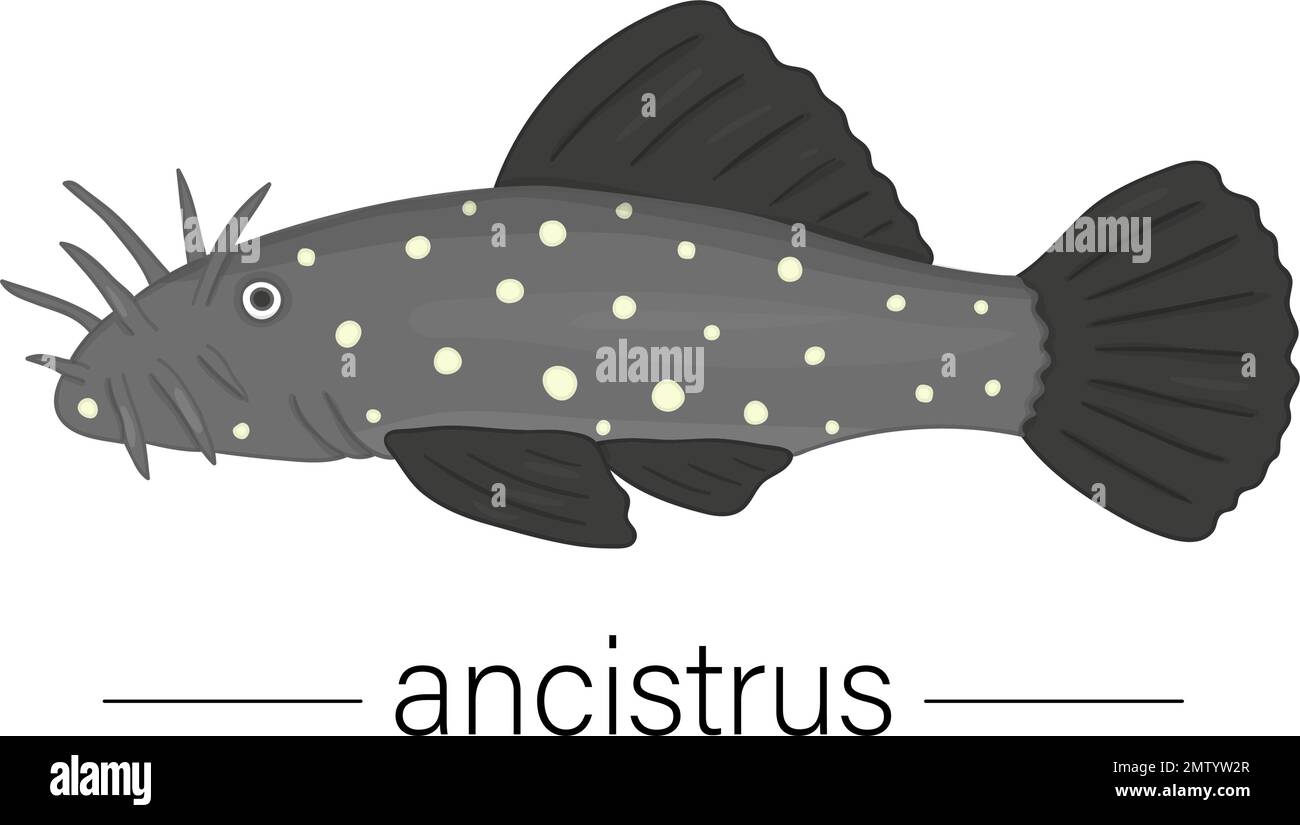 Vector colored illustration of aquarium fish. Cute picture of ancistrus for pet shops or children illustration Stock Vector