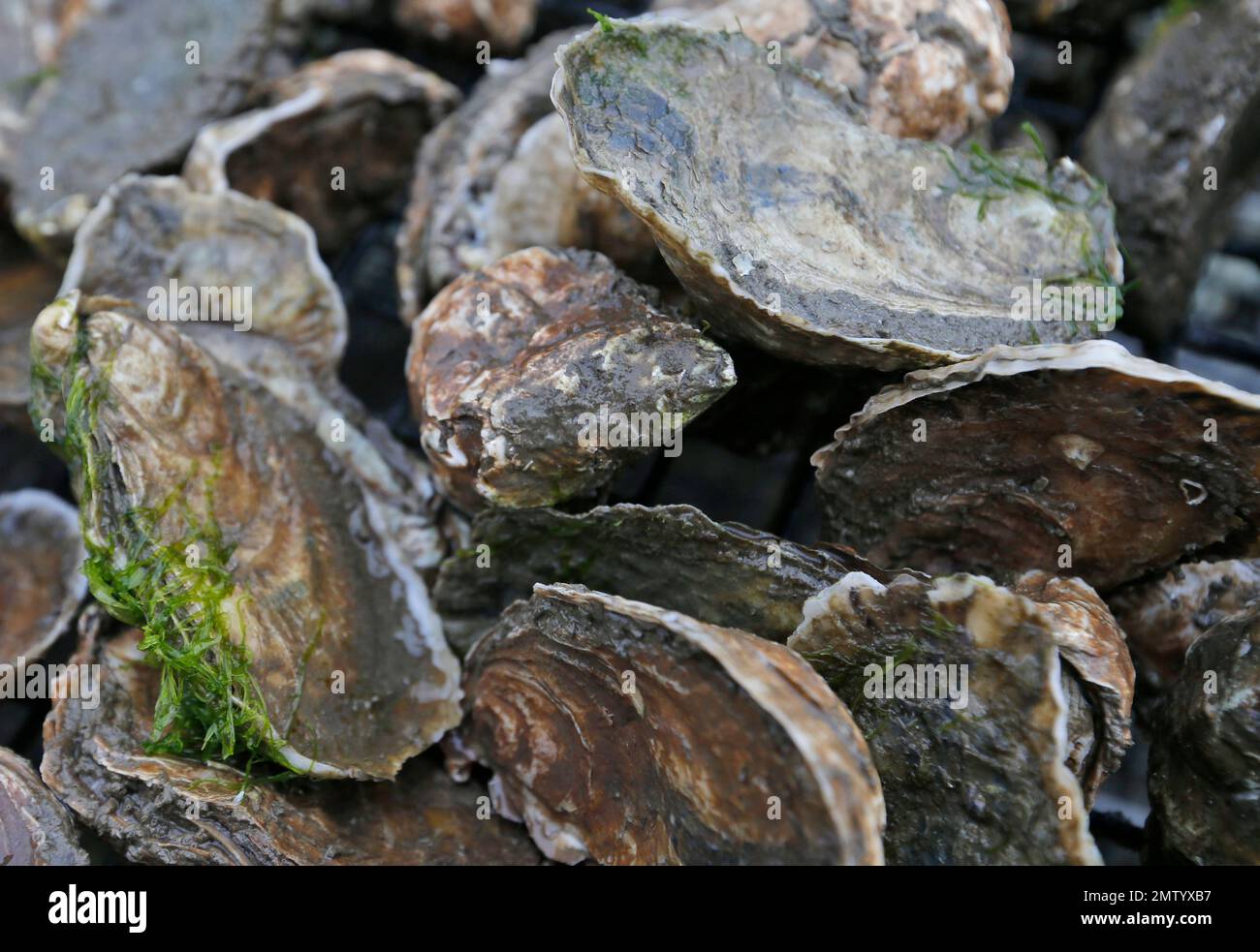 Oysters from the oyster beds of oysterman Chris Lundford on the