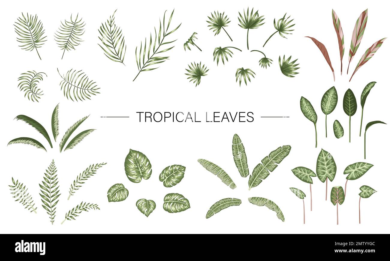 Vector set of tropical plant leaves. Jungle foliage collection. Hand drawn palm tree, banana, monstera, dieffenbachia, Terminalia, fern, alocasia, cor Stock Vector