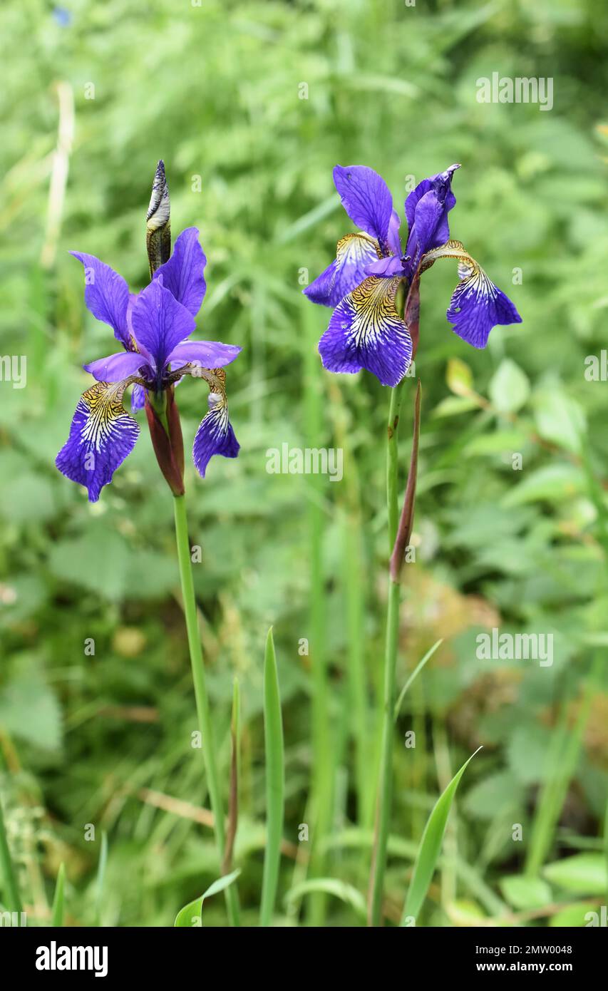 Blue Iris sibirica flowering in a garden Stock Photo