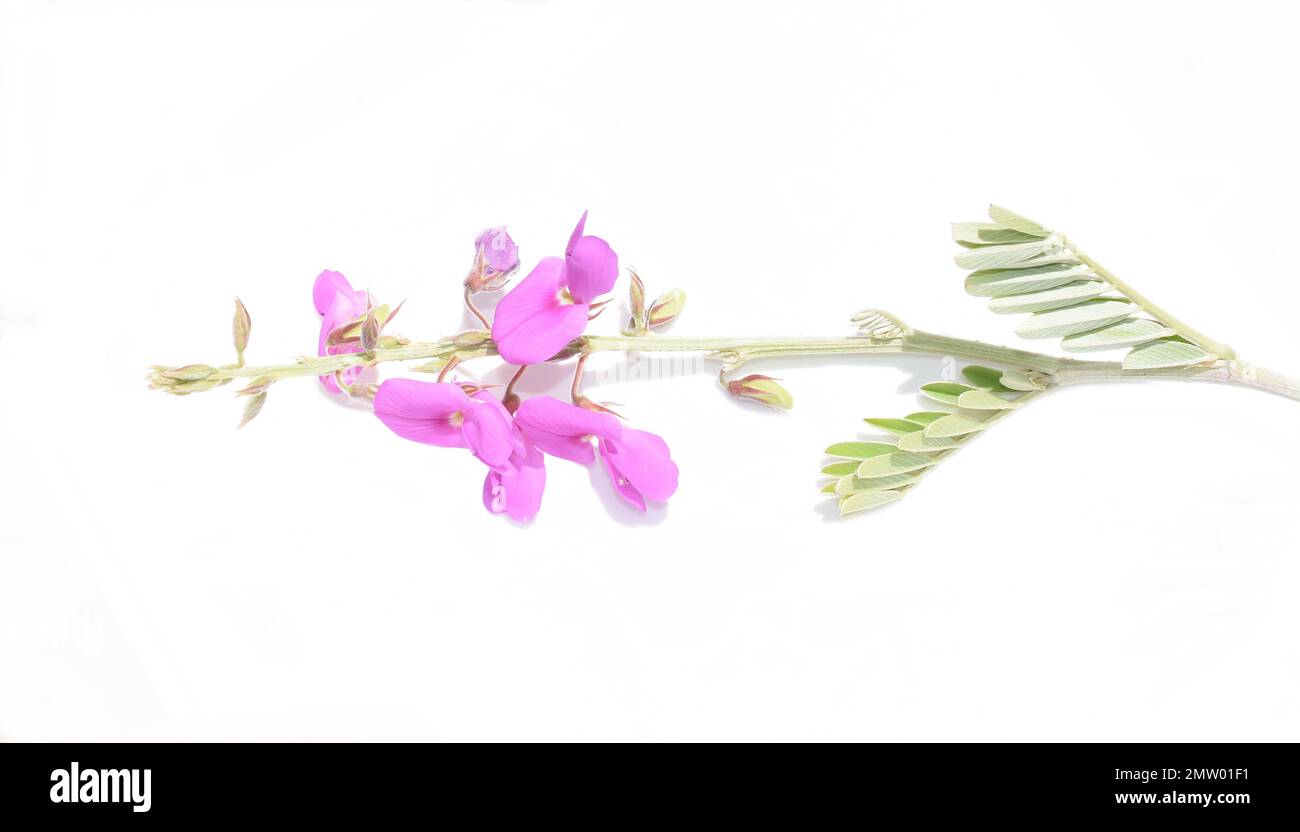 Fish poison plant Tephrosia purpurea pink flowers isolated on white background Stock Photo