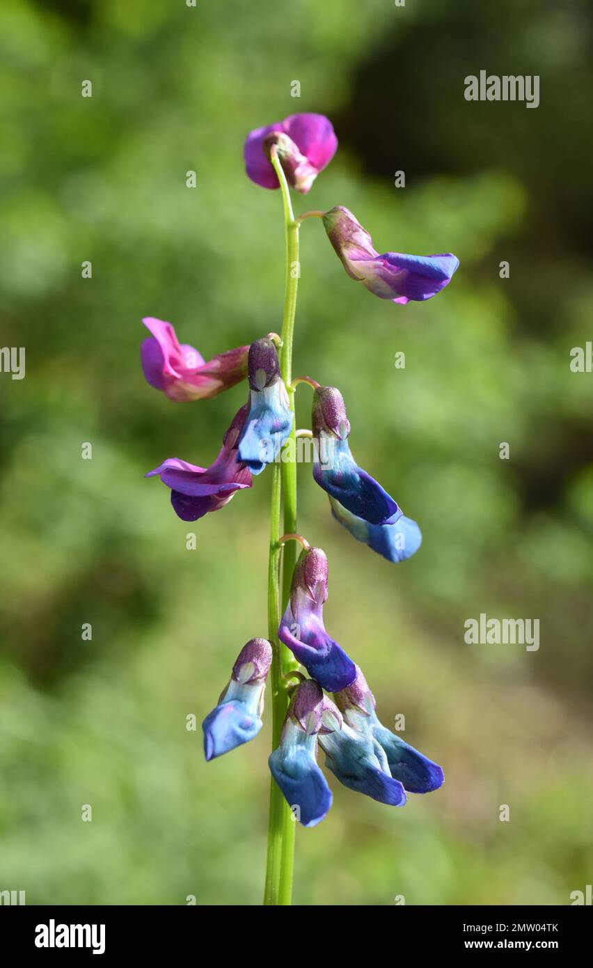 Blue and purple flowers on a Lathyrus vernus spring pea plant Stock Photo