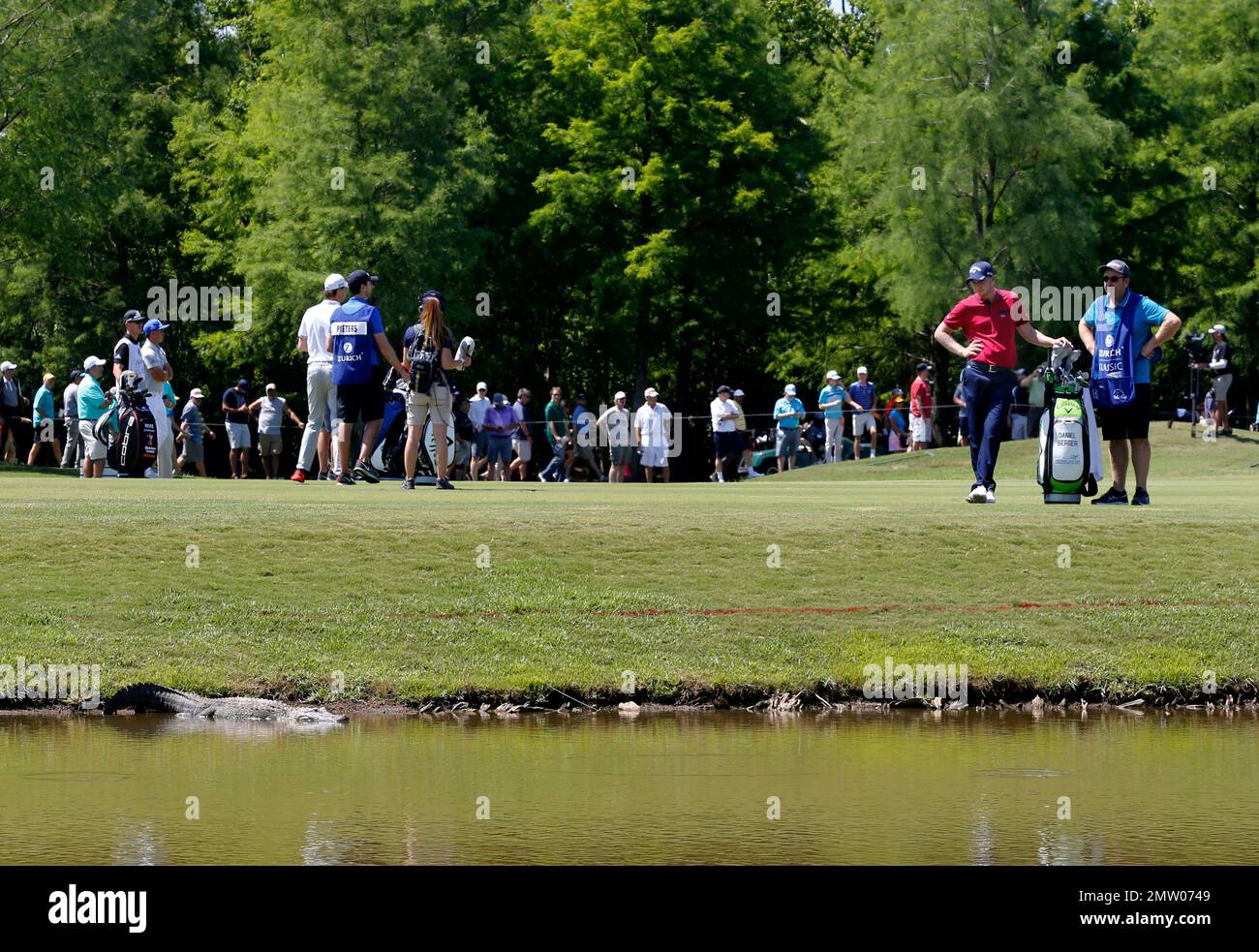 Golfer Daniel Berger, second right, and his caddie watch an alligator as Berger waits his turn on the fifth fairway during the first round of the PGA Zurich Classic golf tournament at