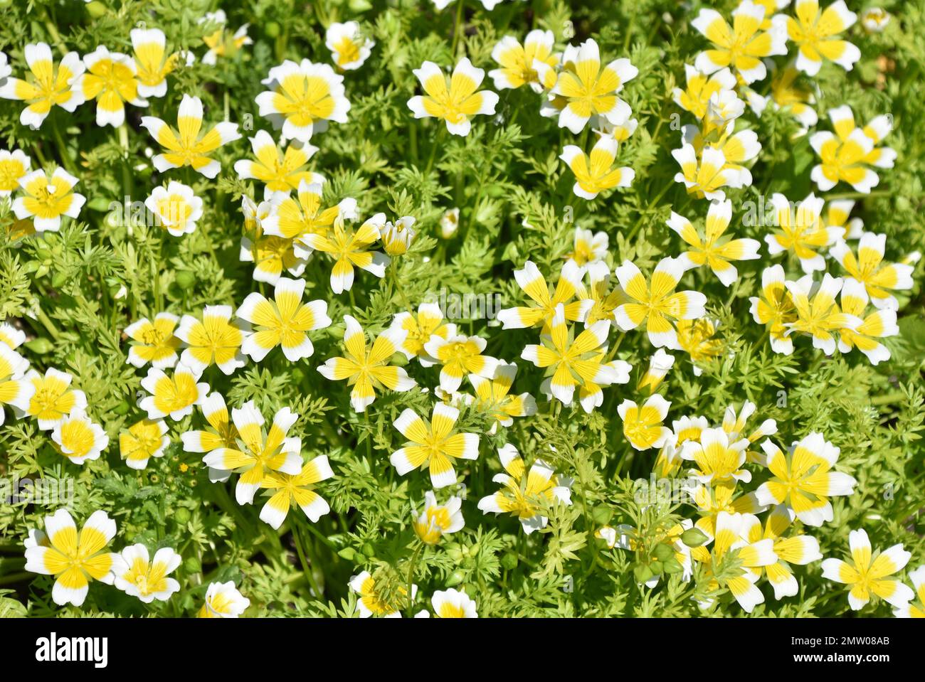 The white and yellow Douglas meadowfoam Limnanthes douglasii flowering Stock Photo