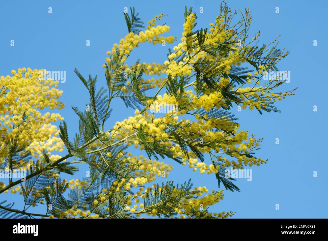Acacia dealbata, blue wattle, mimosa, evergreen shrub, yellow flowerheads, borne in terminal clusters Stock Photo
