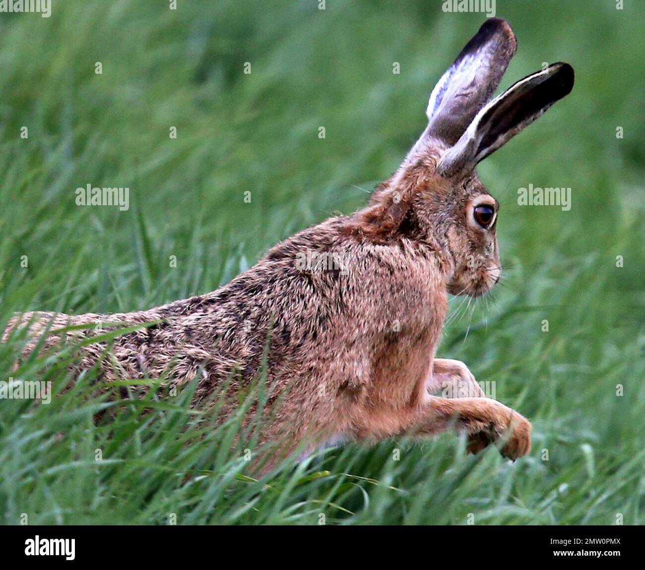 A big rabbit runs through deep grass in Frankfurt Germany Tuesday April 25 2017. AP Photo Michael Probst Stock Photo Alamy