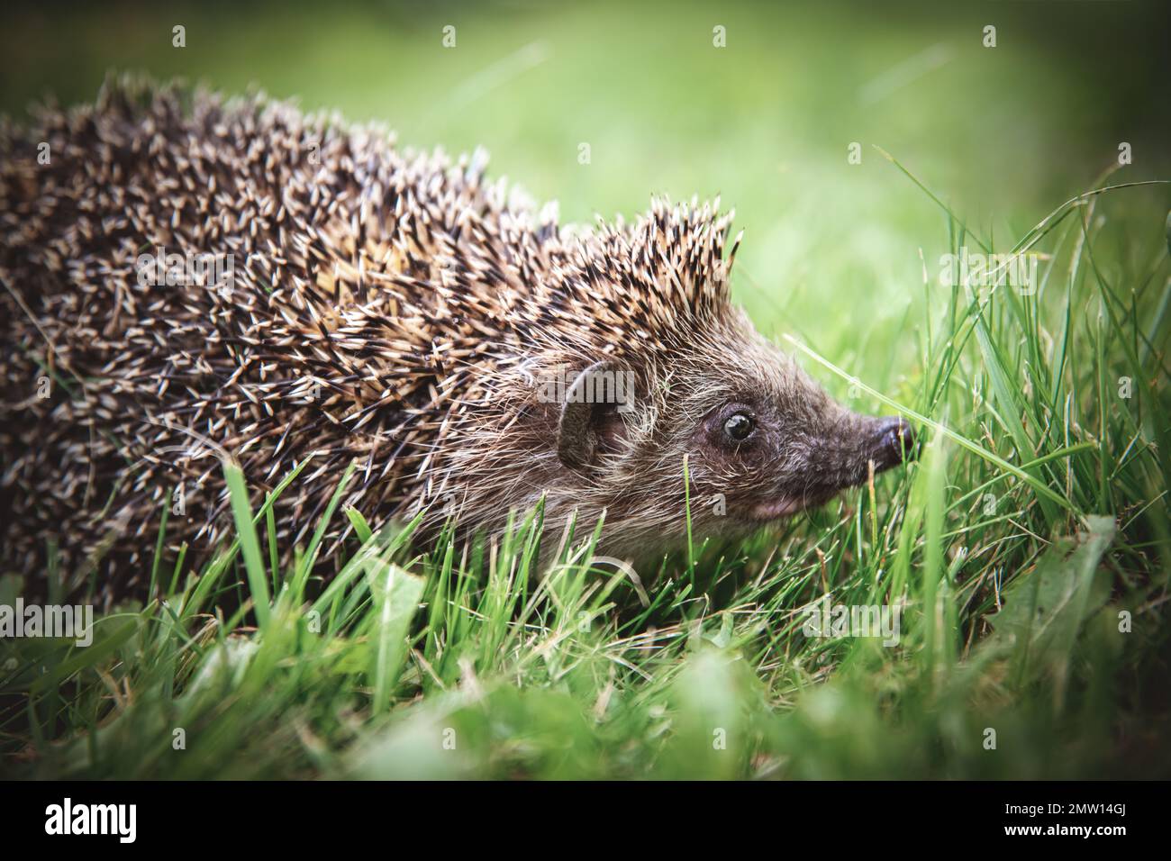 The cute hedgehog runs on the grass. animal on a green background. Wild animal on the green lawn free. Stock Photo