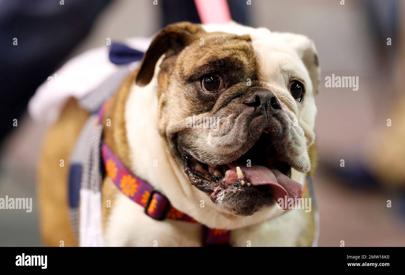 Layla, owned by Robin McDonnell, of Mount Ayr, Iowa, walks on stage