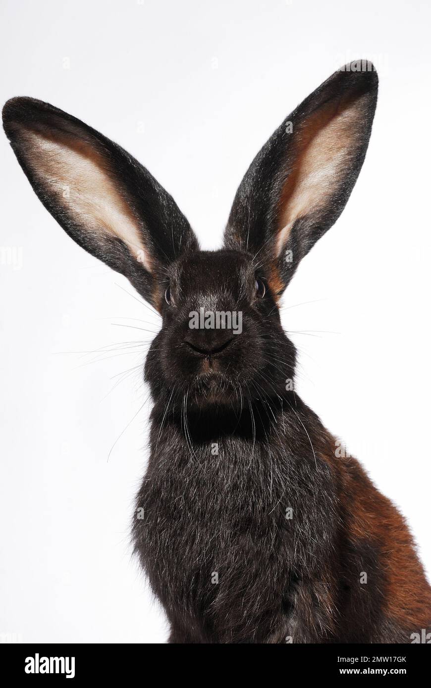 Animals, wildlife, beauty, Rabbit, rabbit, animals, natural, studio ...
