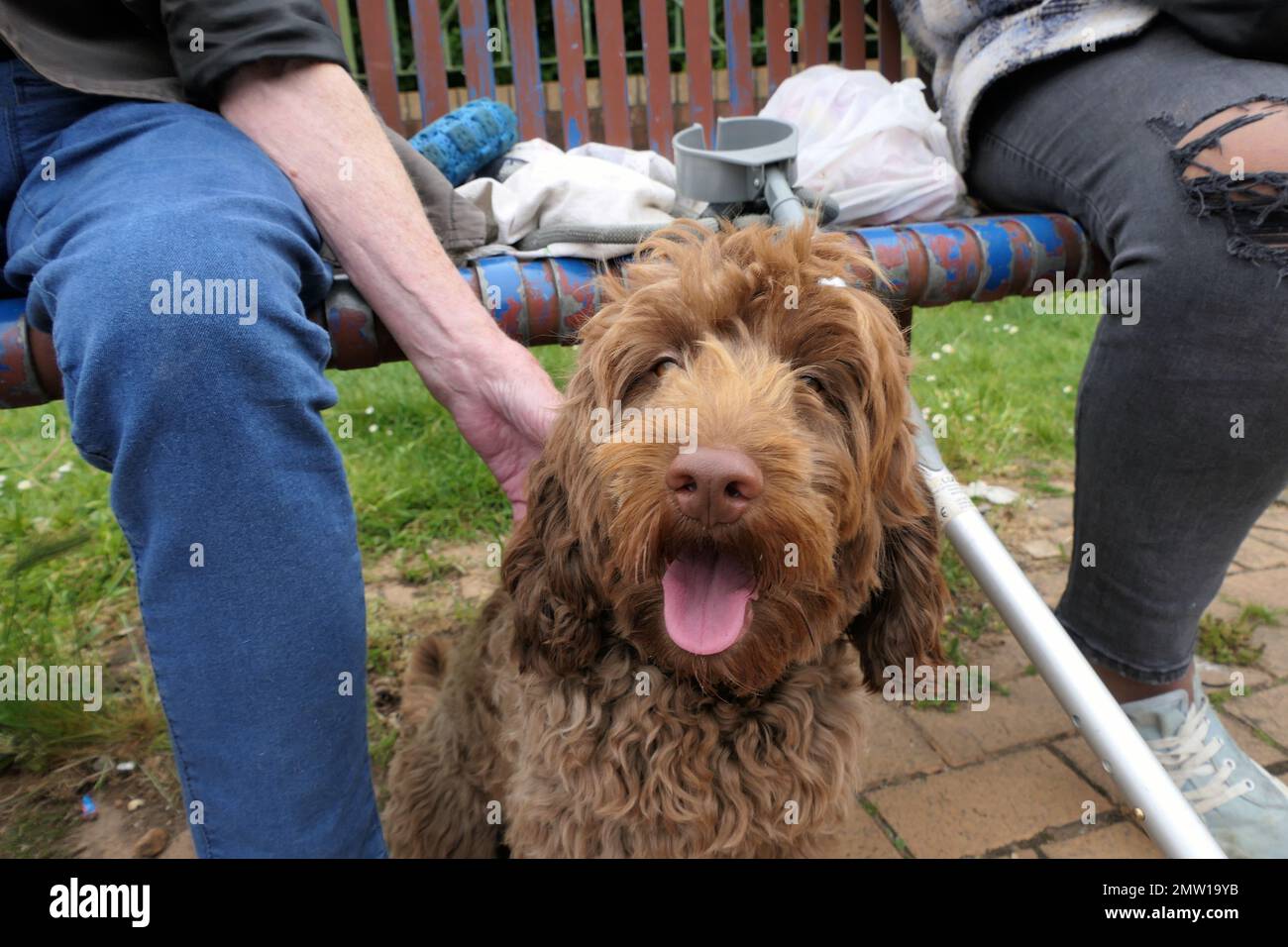 Dogs Stock Photo