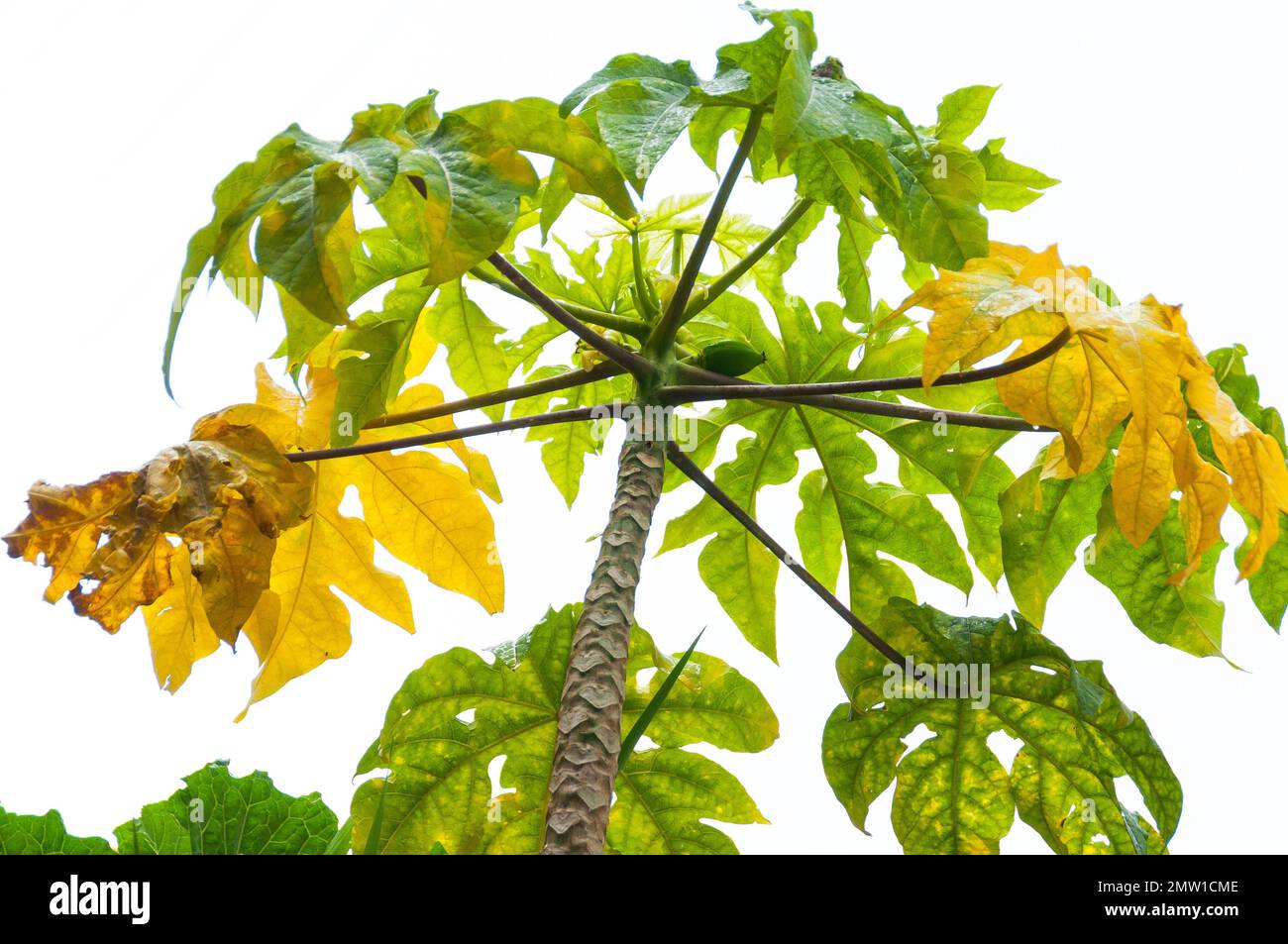 Papaya (Carica papaya) tree with green leaves and leaves yellow; on
