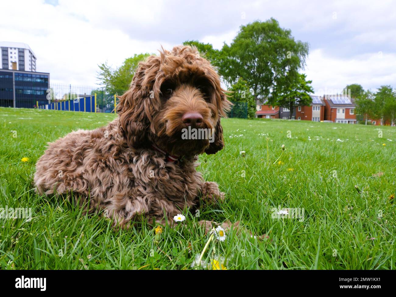 Cute Brown Cockapoo Puppy chilling in the garden Stock Photo Alamy