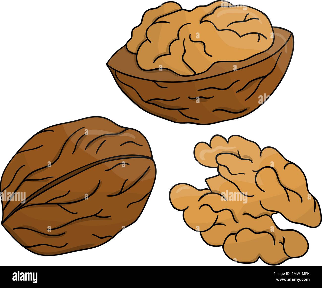 Vector colored walnut icon. Set of isolated monochrome nuts. Food line