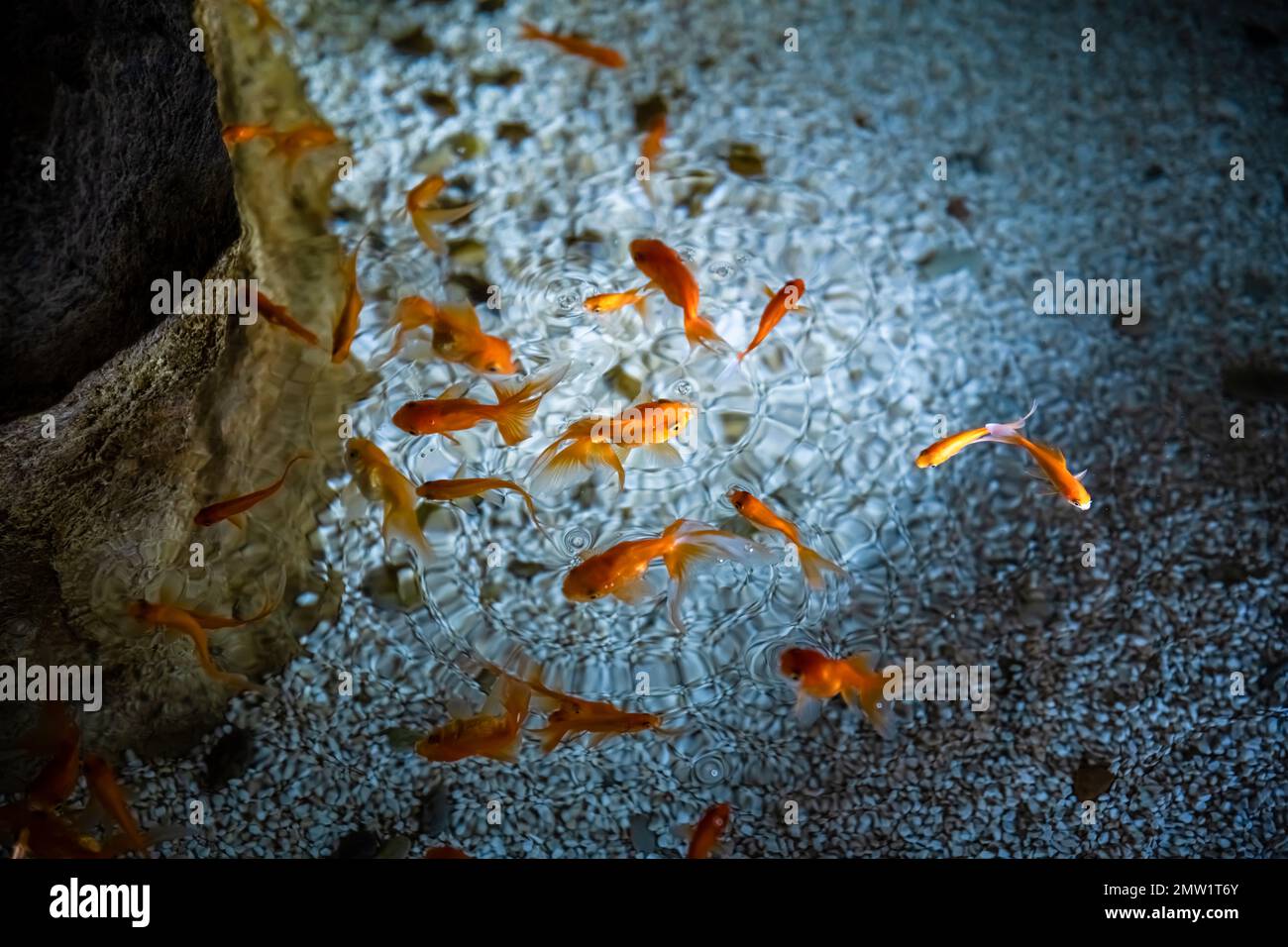 A lot of goldfish hi-res stock photography and images - Alamy