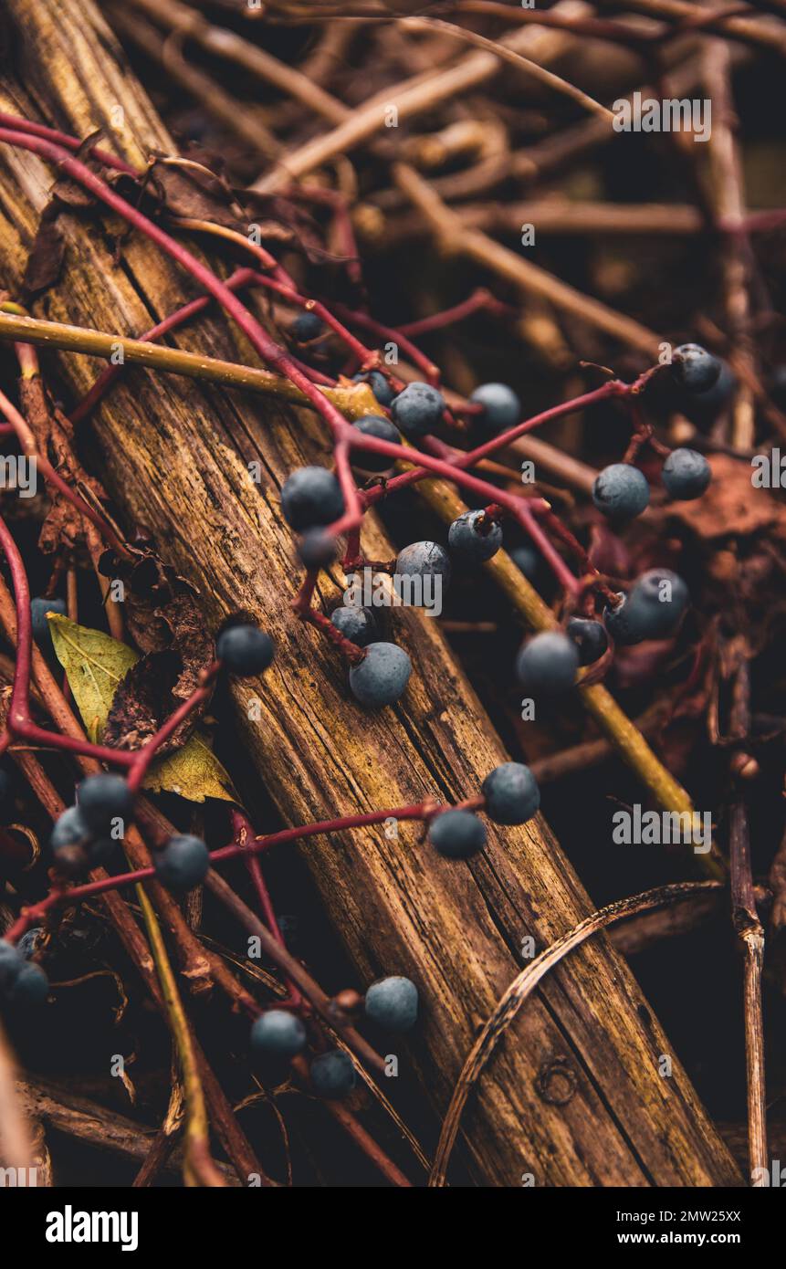 Branch growing over fence hi-res stock photography and images - Alamy