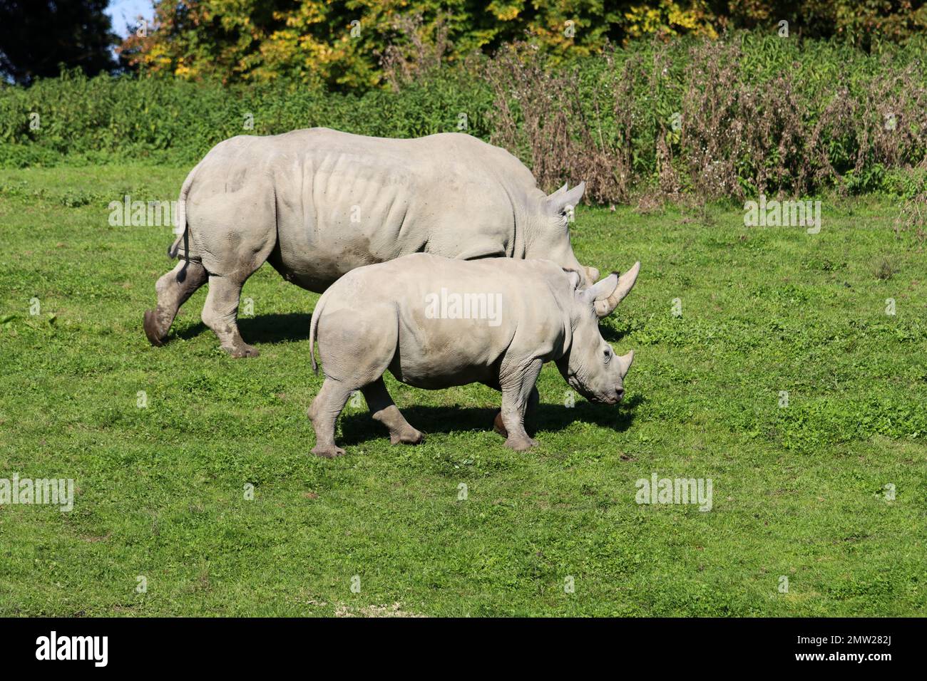 Zoo hellbrunn hi-res stock photography and images - Alamy