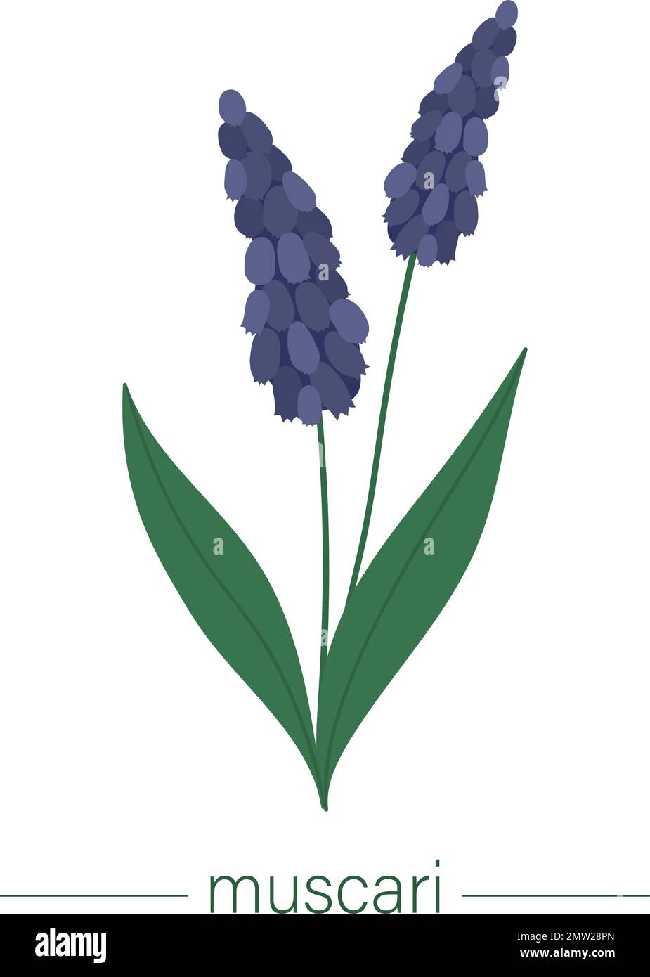 Vector flat muscari illustration. Cute spring flowers. First blooming plants. Floral clip art isolated on white background. Stock Vector