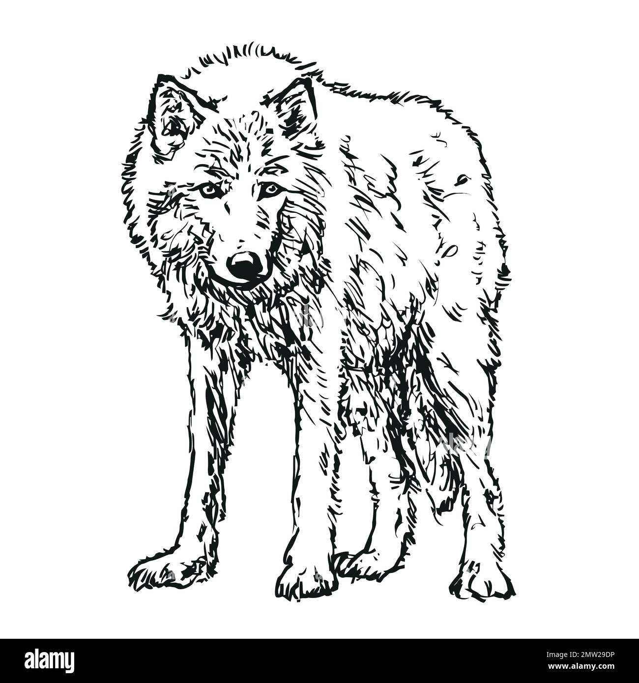 wolf - hand drawn black and white vector illustration on white background Stock Vector