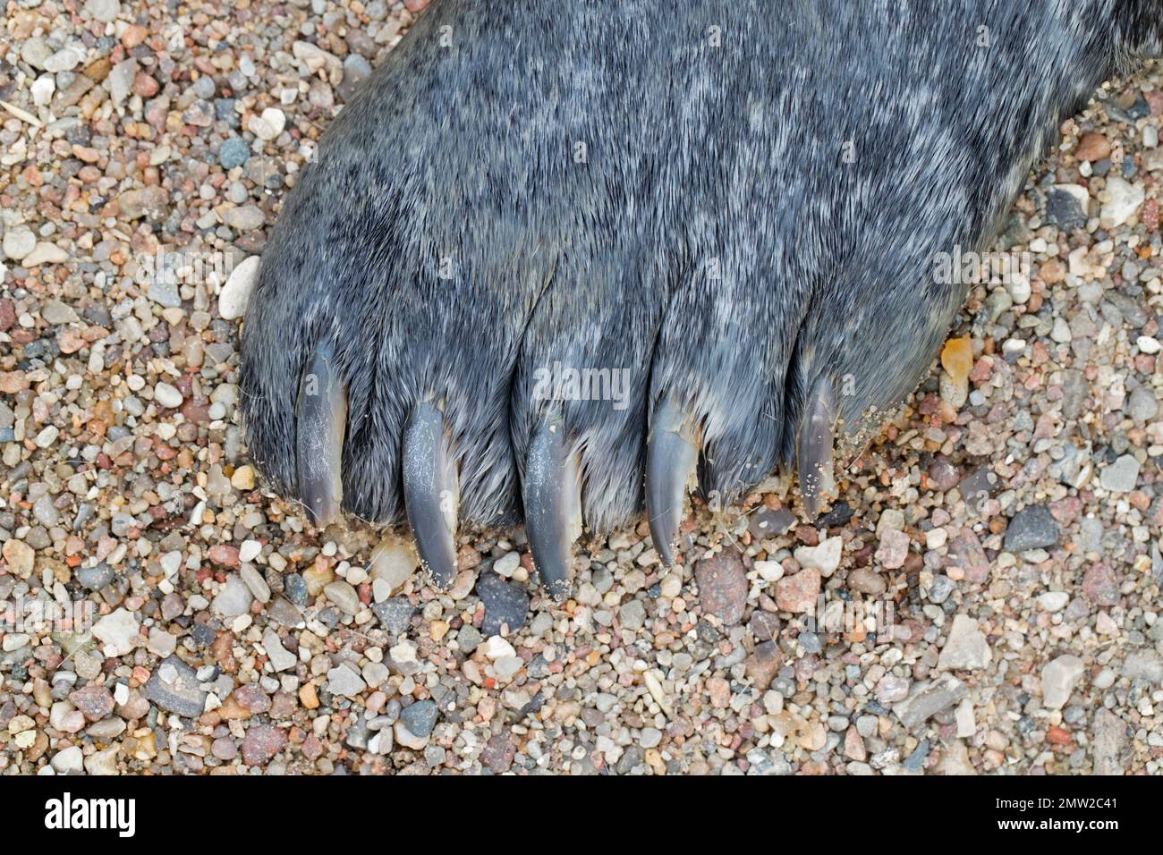 Common seal / harbour seal / harbor seal (Phoca vitulina) close-up of fore flipper showing claws Stock Photo