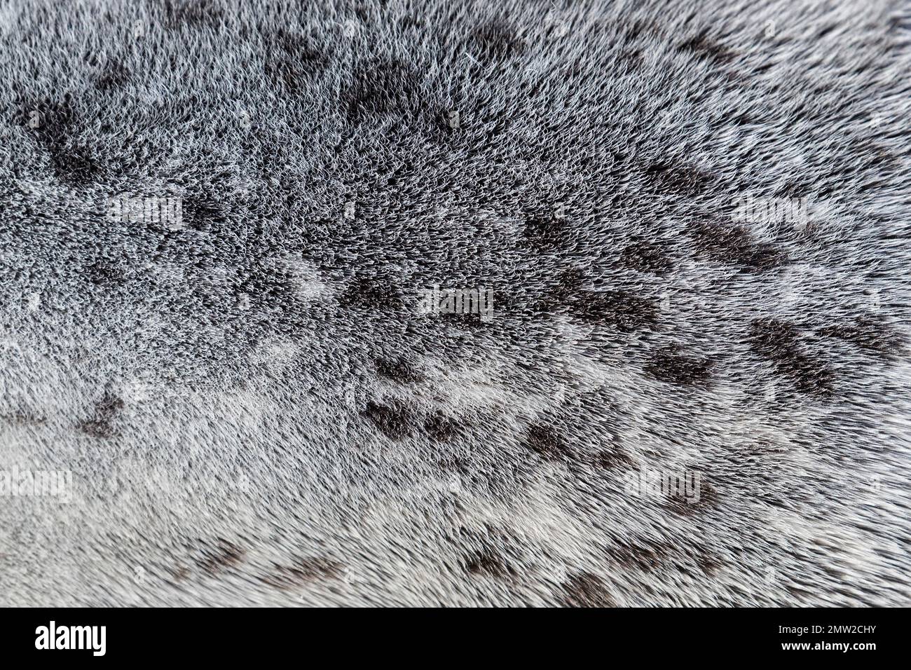 Common seal / harbour seal / harbor seal (Phoca vitulina) close-up of fur / coat / pelt showing unique pattern of spots Stock Photo