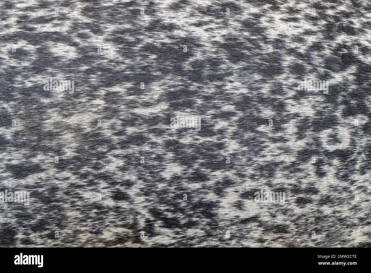 Common seal / harbour seal / harbor seal (Phoca vitulina) close-up of fur / coat / pelt showing unique pattern of spots Stock Photo