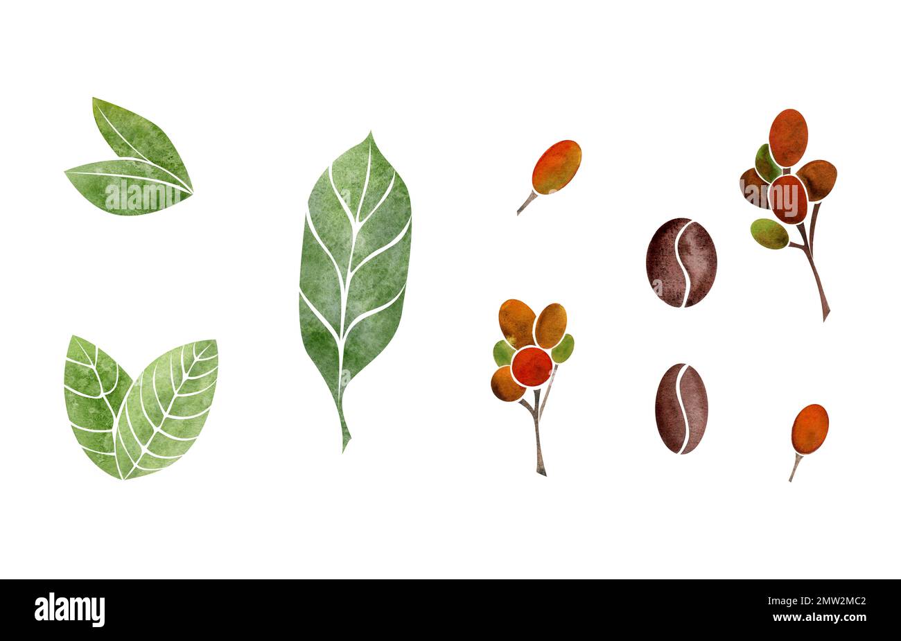Watercolor hand drawn set of objects. Coffee raw and roasted beans ...