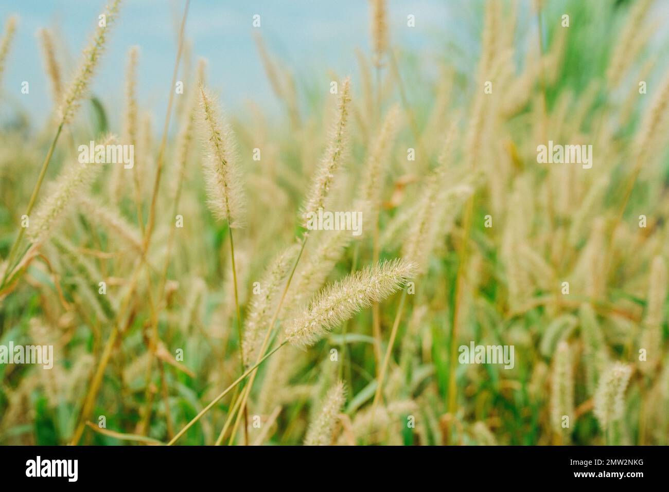 Dry grass grasses hi-res stock photography and images - Alamy
