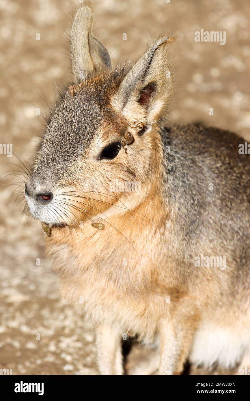 Zoo hellbrunn hi-res stock photography and images - Alamy