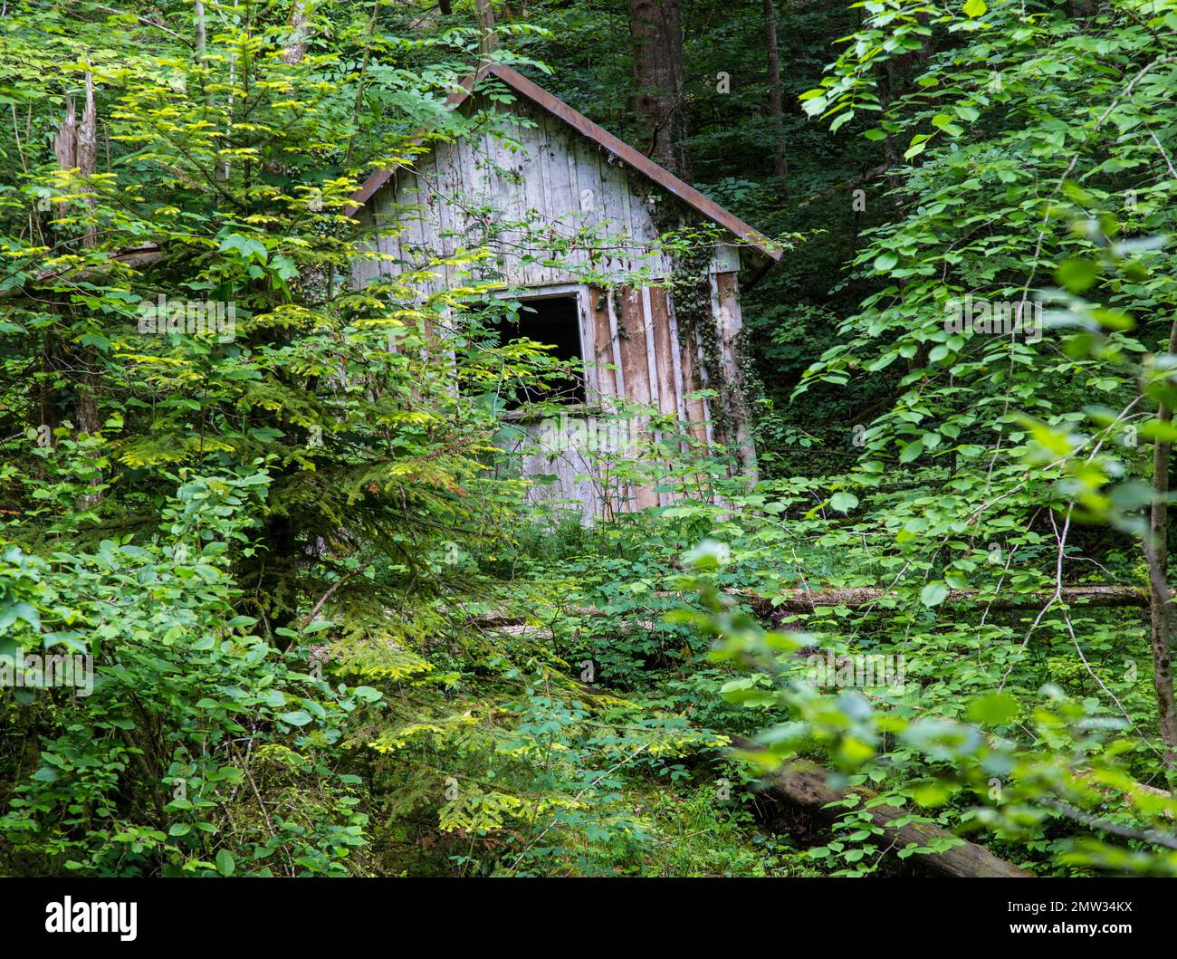 Old shed or barn in forest Stock Photo