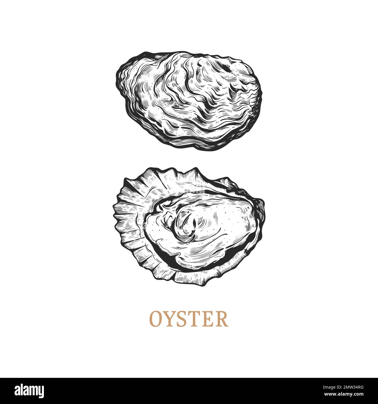 Oyster hand drawing. Oyster vector illustration Stock Vector Image
