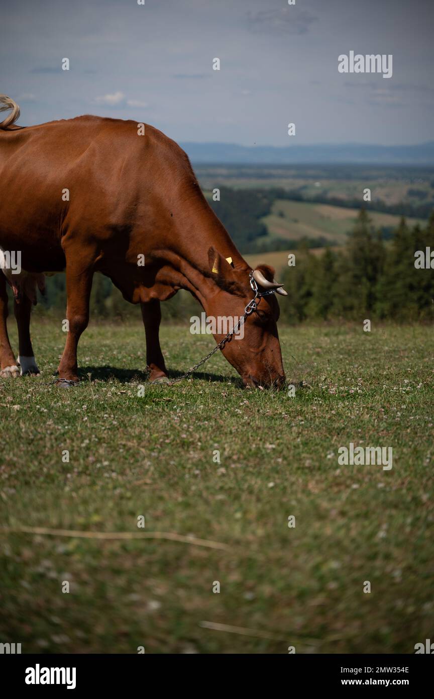 A healthy, brown cow grazing in the green field, vertical Stock Photo ...