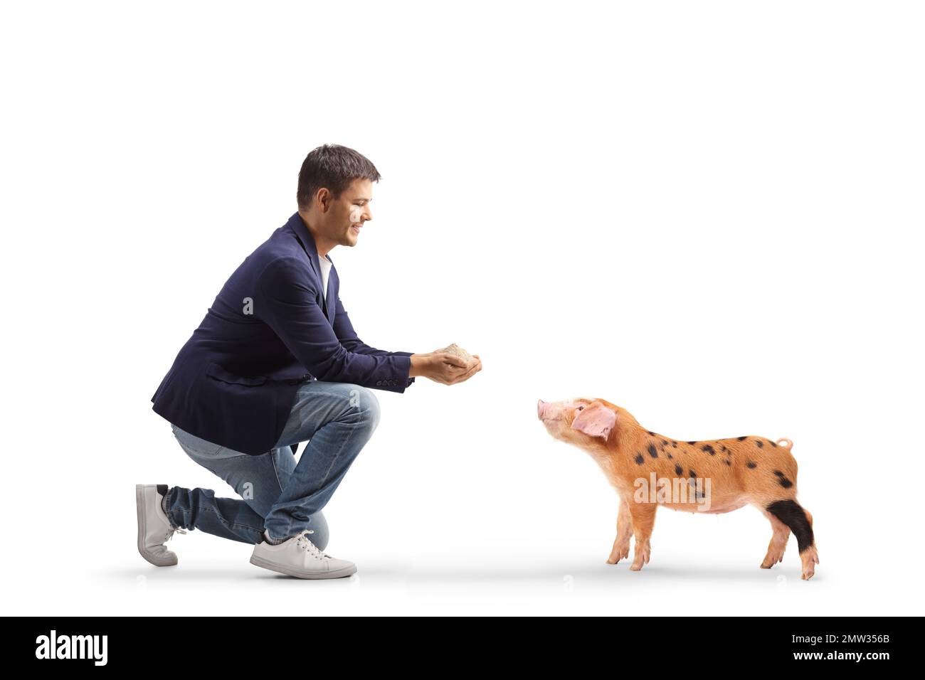 Full length profile shot of a man kneeling and feeding a piglet isolated on white background Stock Photo