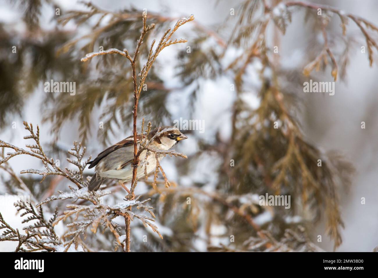 Male house sparrow (Passer domesticus) in the winter Stock Photo