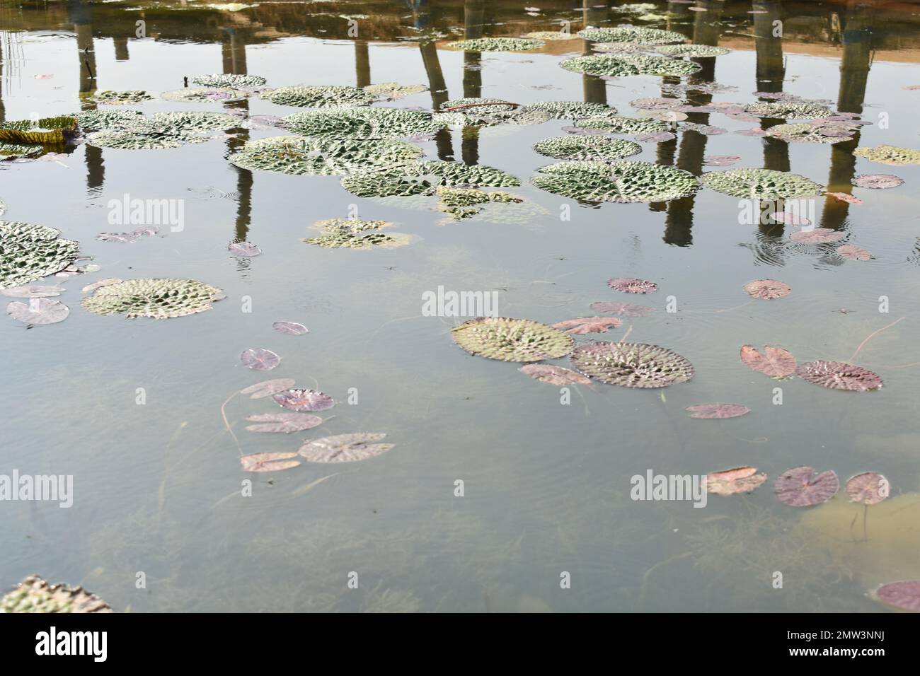 Water plants in lake Stock Photo Alamy