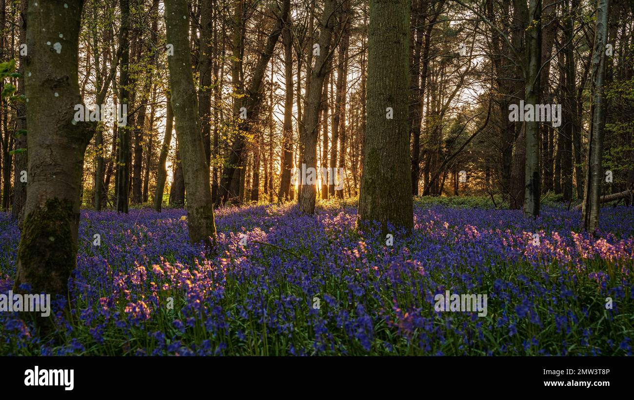 A scenic view of the Upper Heyford woods with amazing bluebells during summertime Stock Photo