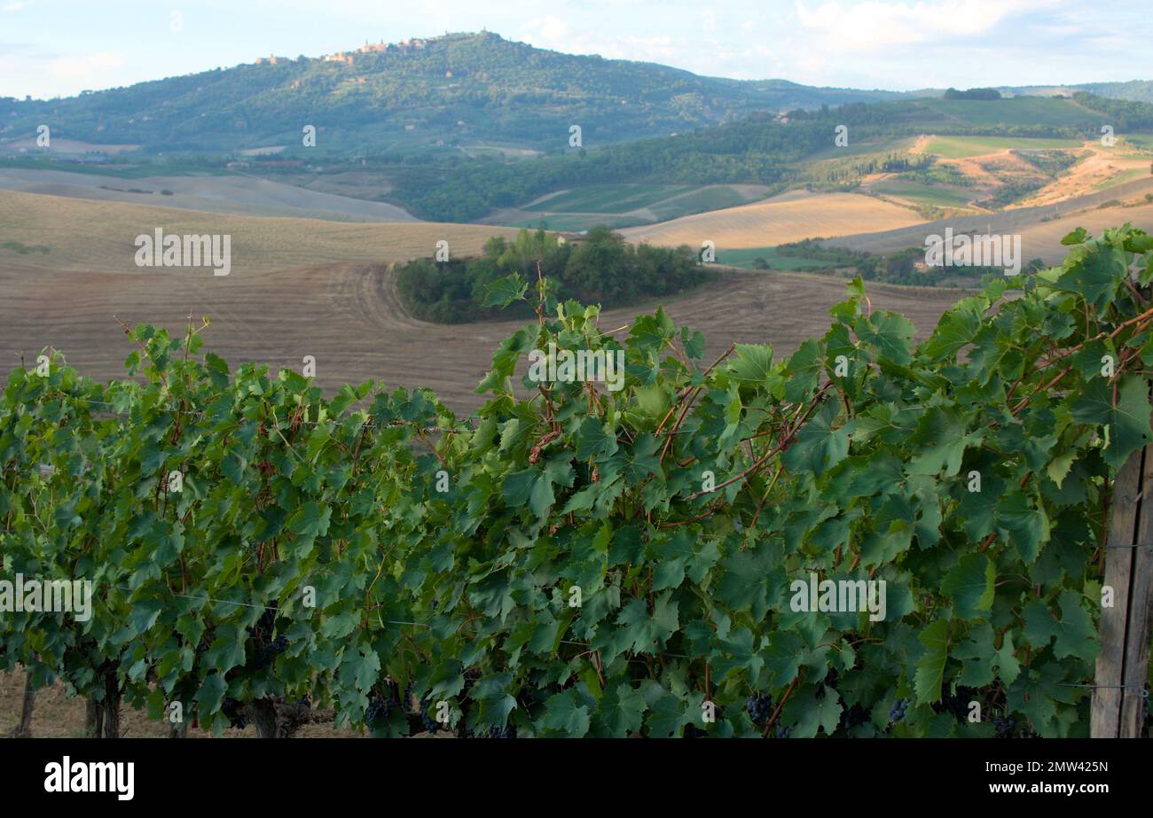 Vineyard facing the city of Montepulciano Stock Photo
