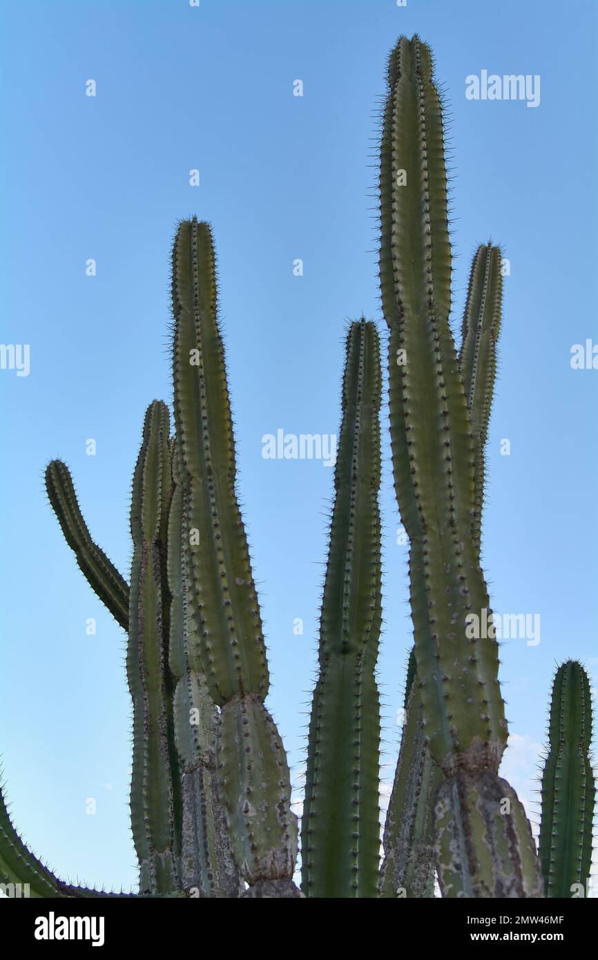 Stenocereus pruinosus with many branches on a cloudless blue sky Stock Photo