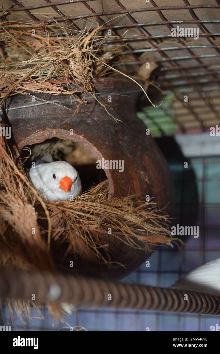 white finches nesting and hatch egg picture Stock Photo Alamy