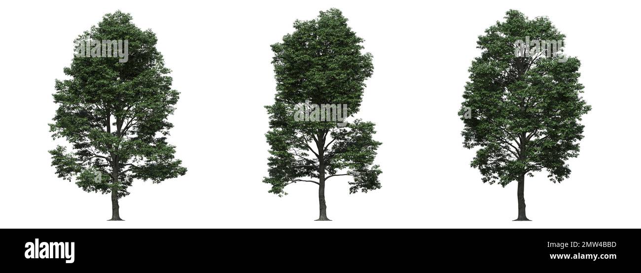 big tree, isolated on white background, 3D illustration, cg render ...