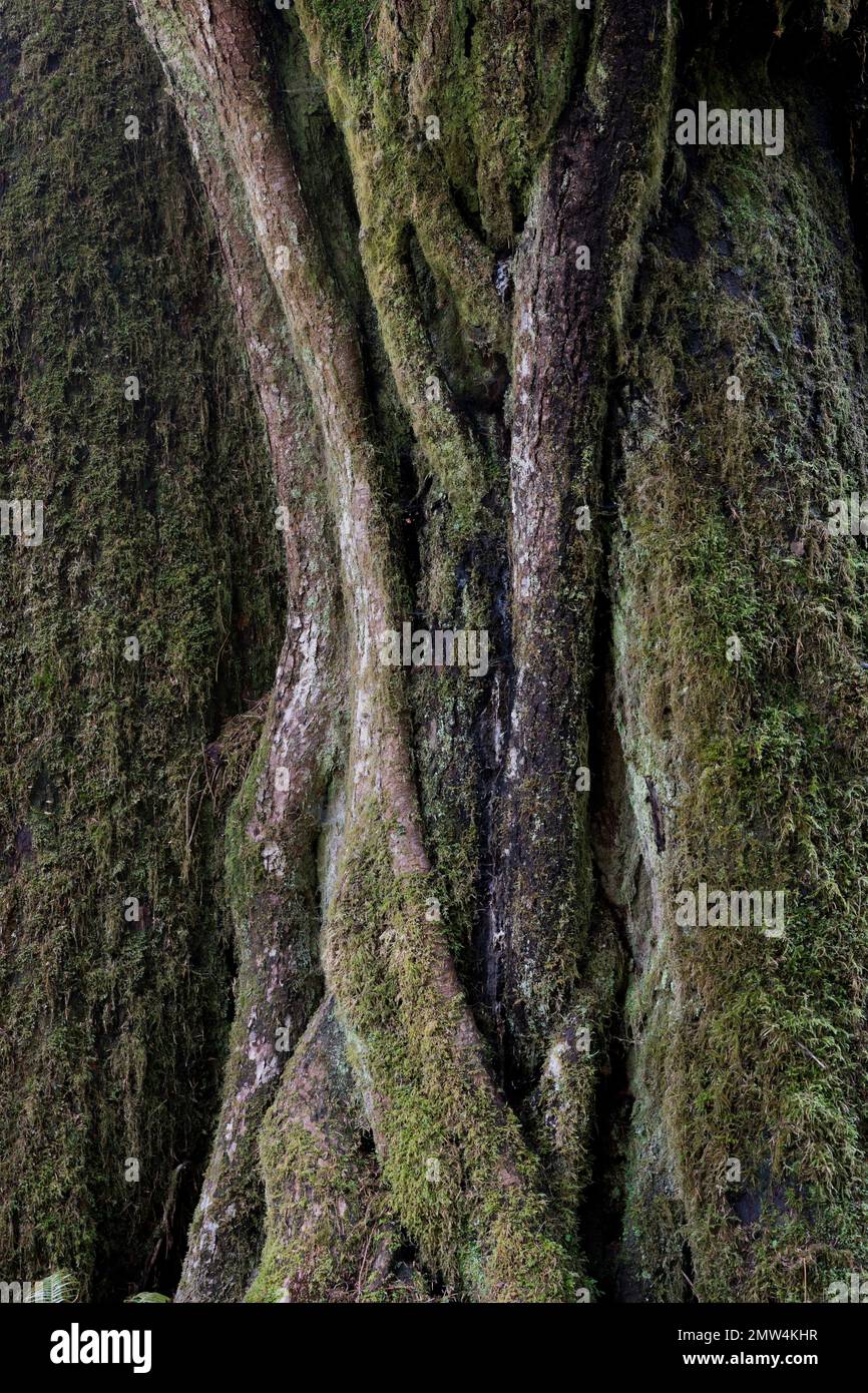 WA20784-00....WASHINGTON -  Detail of a tree in the Hoh Rain Forest, Olympic National Park. Stock Photo