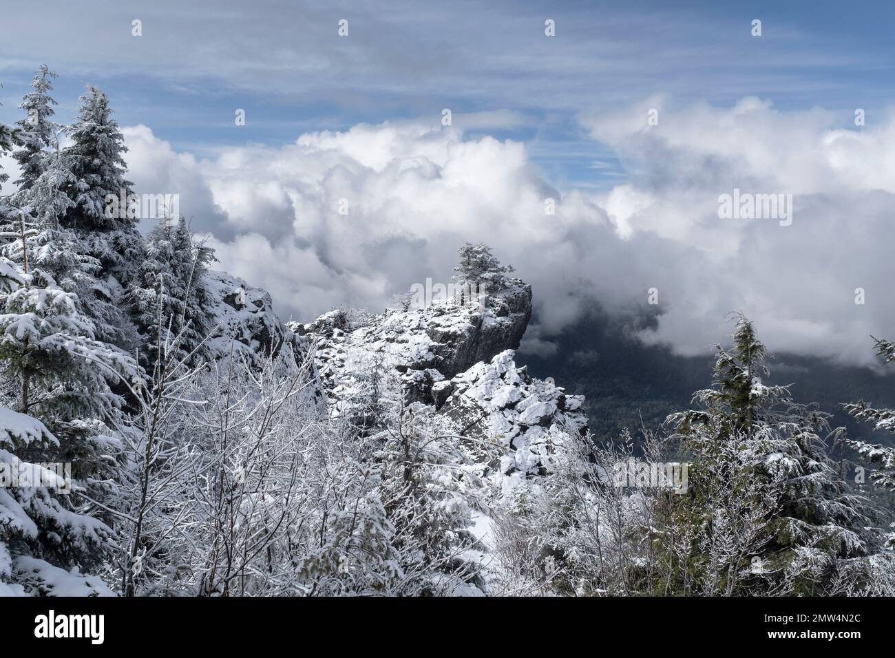 WA20804-00....WASHINGTON - Snow dusted trees on the summit ridge of Mount Si. Stock Photo