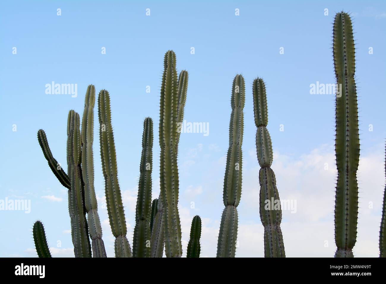 Zart prickle