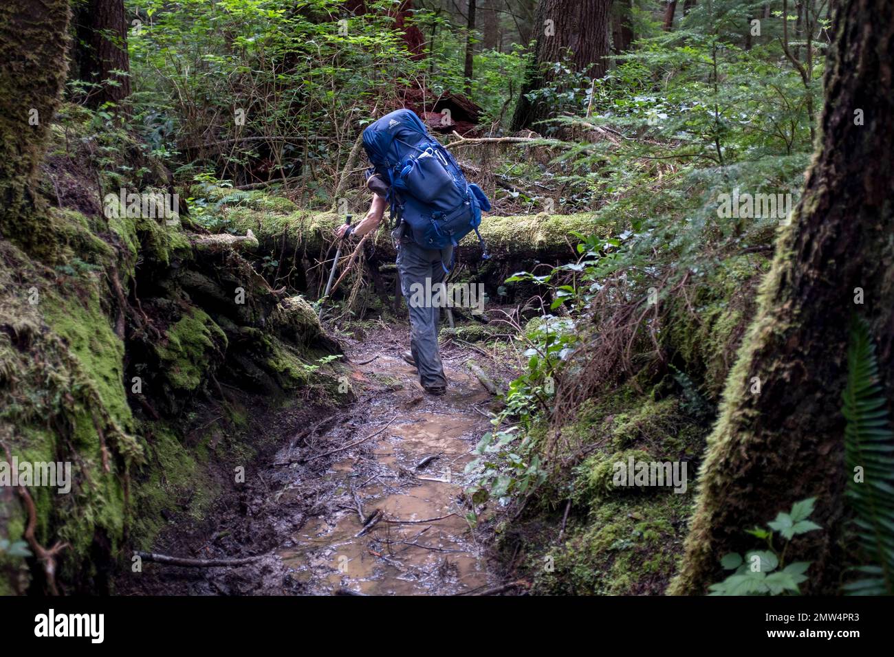 WA20813-00....WASHINGTON - Vicky Spring backpacking the muddy trail between Oil City Beach and Mosquito Beach in Olympic National Park. MR #S1 Stock Photo